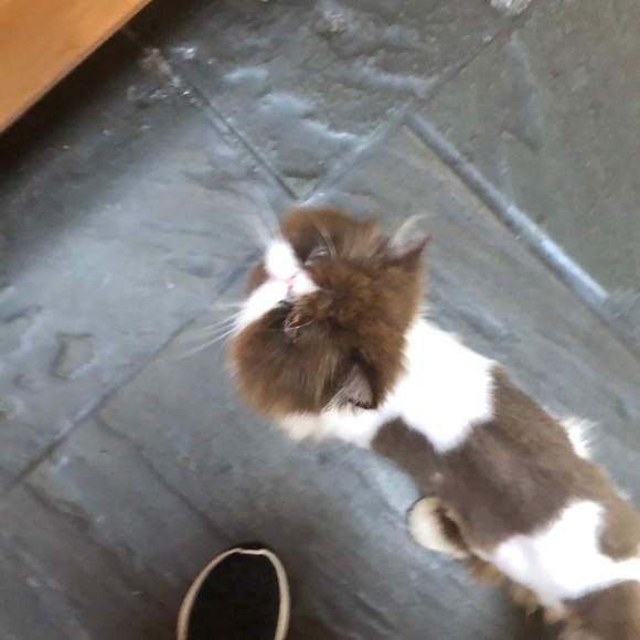 Meet your Posher, Diana - Picture 1 of 1